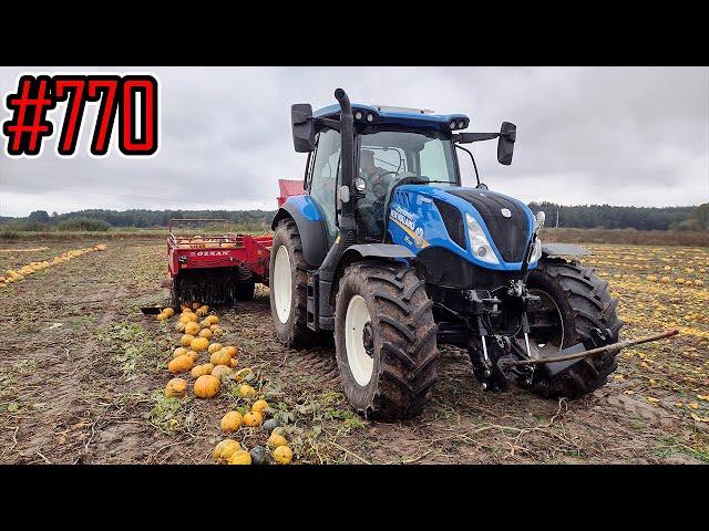 Zbiór pestki dyni New Holland T6.160 z kombajnem Ozkan #770