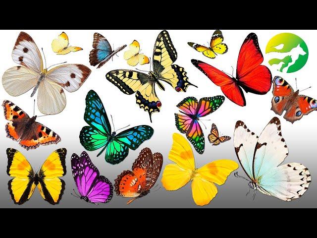 Learn The Butterfly Classification - Characteristics of Animals