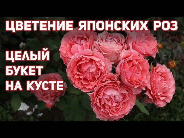 Супер розы, японские сорта, идеальные, уникальные, оригинальные – БЕСТСЕЛЛЕРЫ ДЛЯ ВАШЕГО САДА!