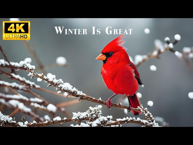 Winter Is Great by Musical Feelings (Official Music Video)