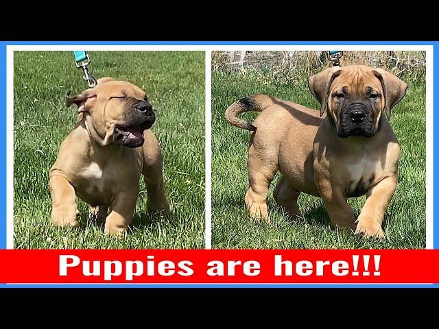 Boerboel Puppies!