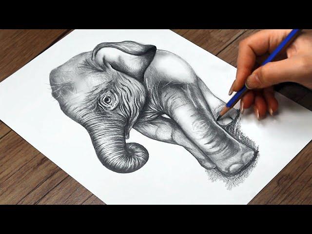 How to Draw a Baby Elephant Step by Step | Realistic Baby Elephant Drawing