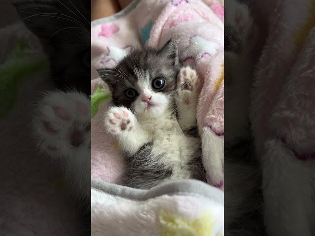 Duke, Scottish Straight kitten for sale #scottishfold #catbreed #catvideos #kitten