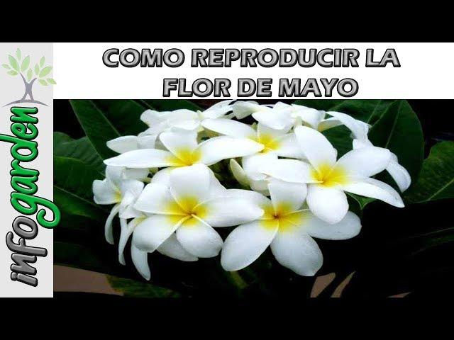 Como reproducir y fertilizar la planta Flor de Mayo (Plumeria)