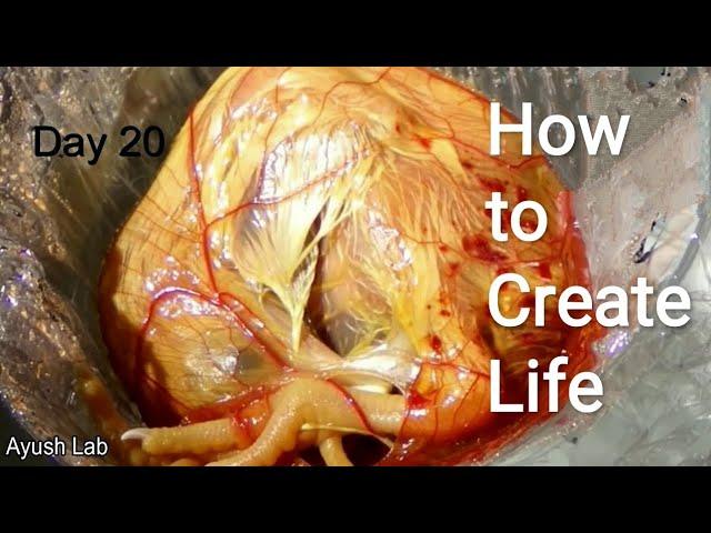 How to Make Life in broken Egg without hen | India's first chick hatched without an eggshell |