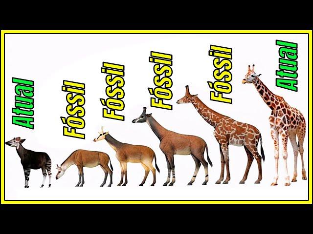 EVOLUÇÃO das GIRAFAS? AVES são RÉPTEIS? HIENAS são CANÍDEOS? | ZOOMUNDO RESPONDE #15