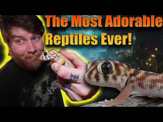 This Is The Rarest Gecko In My Collection! [Reptile Unboxing]