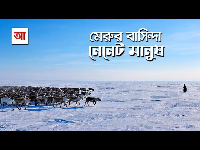 মেরুর বাসিন্দা বিচিত্র যাযাবর নেনেট সম্প্রদায় | আদ্যোপান্ত | The Nenets | Arctic Reindeer Herders