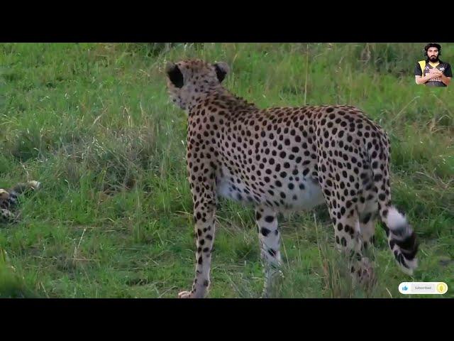 wild animals - african Forest - no end animals best moment