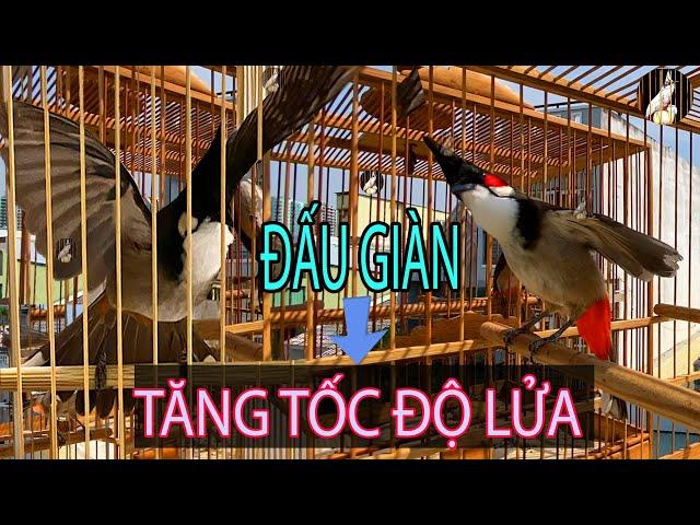 Chào Mào Đấu Giàn/Chào Mào Hót Đấu/Kích Chào Mào Ché/Kích Chào Mào Bổi Lên Lửa