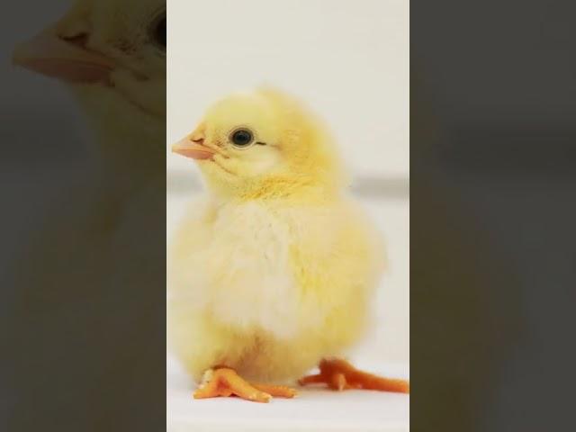 Baby Chicks Chirping  ASMR