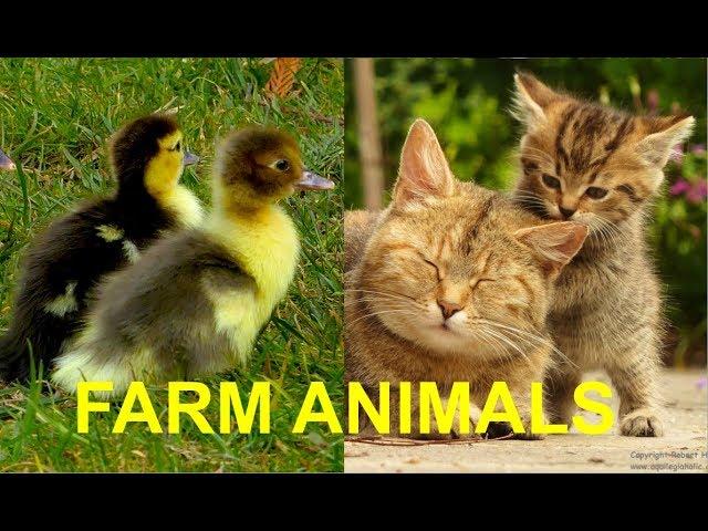 FOR KIDS: Baby animals on the farm, with their natural sounds - cute foals, chicks, calfs, piglets