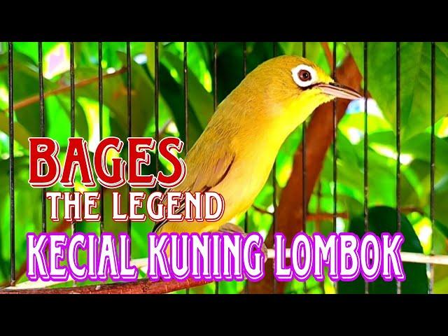 The Real Of BAGES‼️Kecial Kuning Lombok Juara The Legend Kecial Kuning