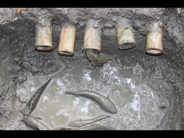 Do You Believe This Fishing? Poisonous Thorn Fish Catching From Mud Hole By Kids Hand