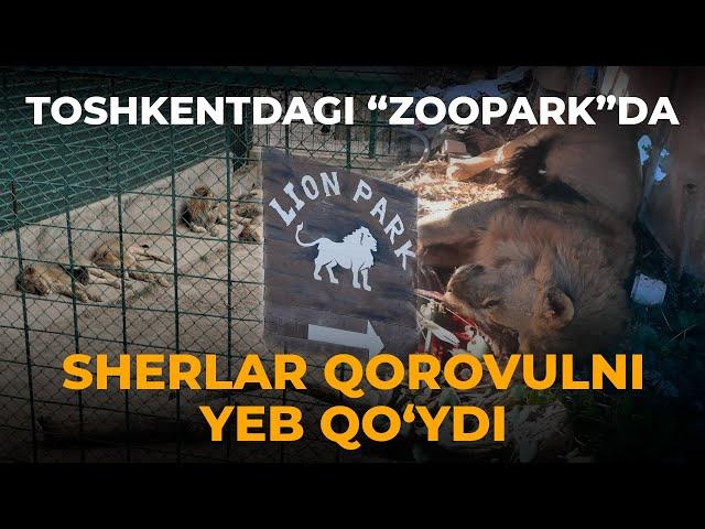 TOSHKENTDAGI “ZOOPARK”DA SHERLAR QOROVULNI YEB QO'YDI