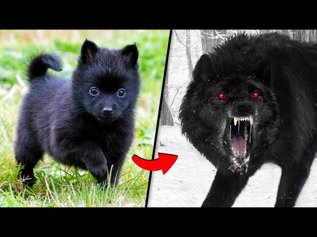 Before & After Animals Growing Up. | Animal Transformation Amazing