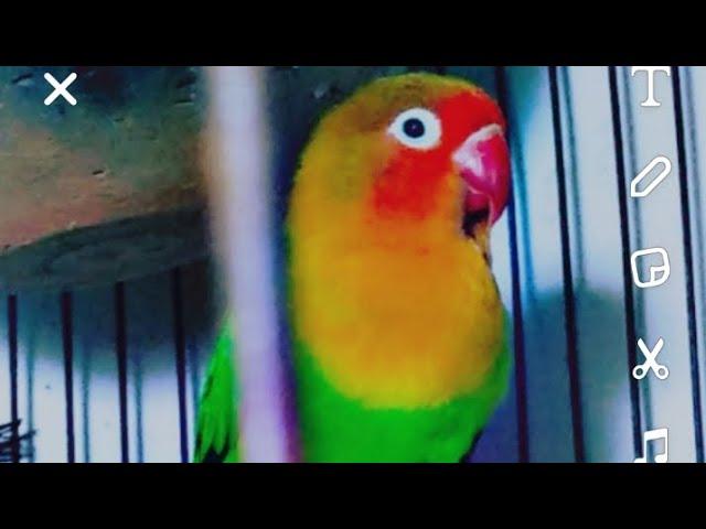 my lovely birds like and subscribe for more birds / minecraft or more videos