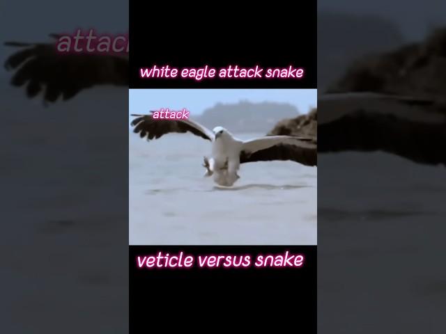 White eagle attack snake #whiteegale140 #animals #eagle #snake #trendingshorts