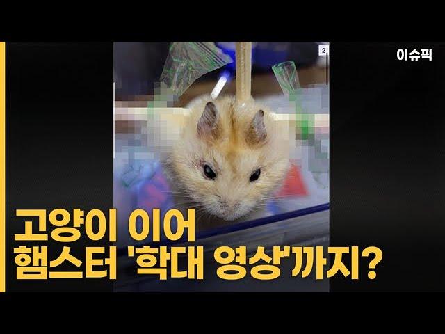 고양이 이어 햄스터 '학대 영상'까지 ＂인터넷 관리자 책임 물어야＂ [이슈픽]