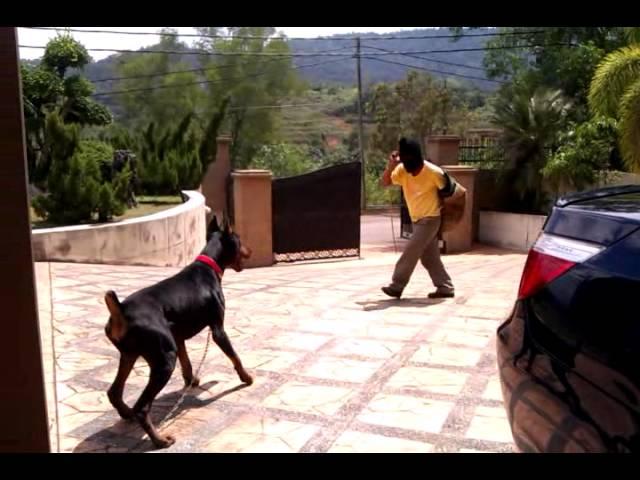 Doberman protection work