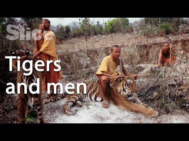 Men and sacred feline's relationship in South-East Asia | SLICE