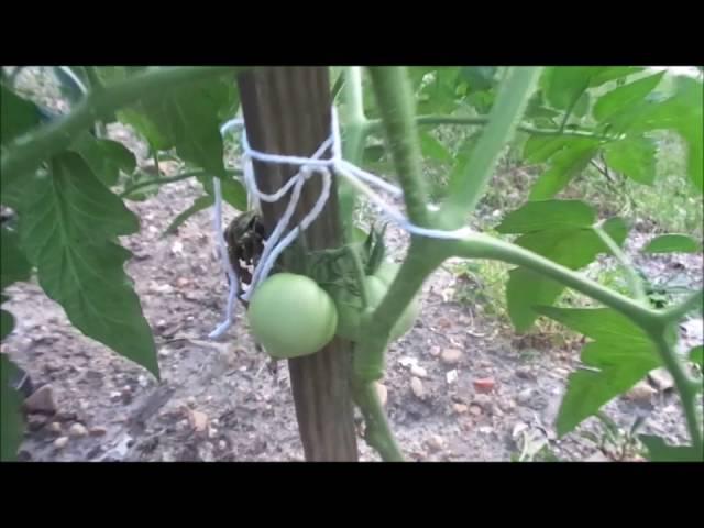 Correct Way to TIE Tomatoes