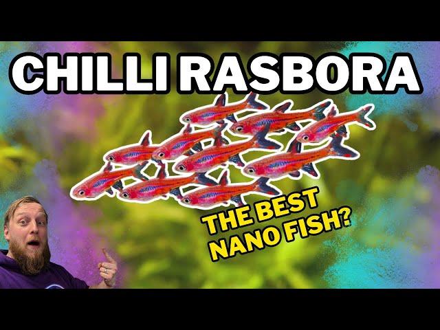 Chilli Rasbora: EVERYTHING you need to know! Complete care guide.