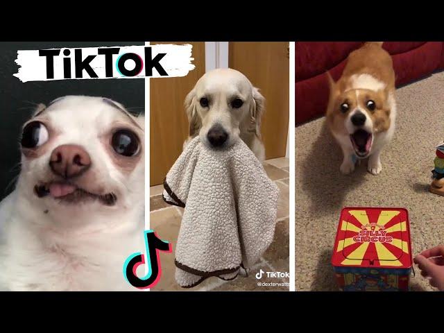 Funny Dogs of TikTok & Cute Puppies of Instagram Compilation!