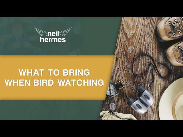 What to Bring When You Want to Go Bird Watching