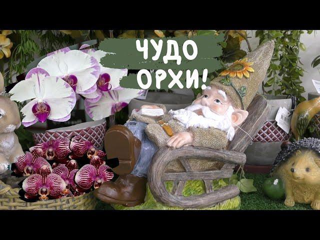 В прекрасном царстве, орхидейном государстве! (Орхидеи в ТЦ "Твой дом", 23 июля)