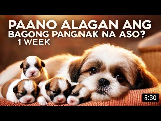 PAANO ALAGAAN ANG BAGONG PANGANAK NA ASO? 1 WEEK OLD PUPPIES (SHIH TZU DOG)