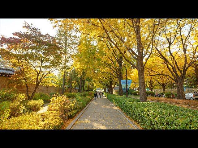 Seoul Autumn Afternoon Walk The Most Beautiful Road | Travel Korea 4K HDR