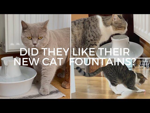 Hydration Station: Petsafe Water Fountain & Cat Laser Toy Review