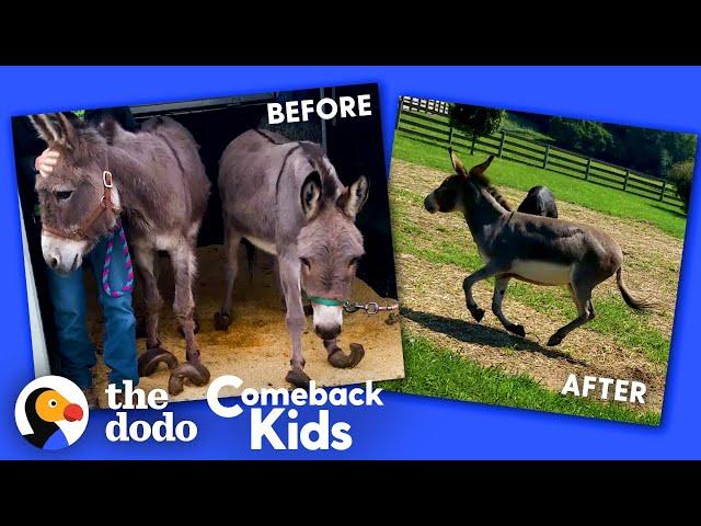 Donkey With Overgrown Hooves Runs Free For The First Time | The Dodo Comeback Kids