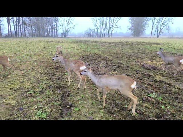 der morgendliche Lauf der Hirsche im Wald