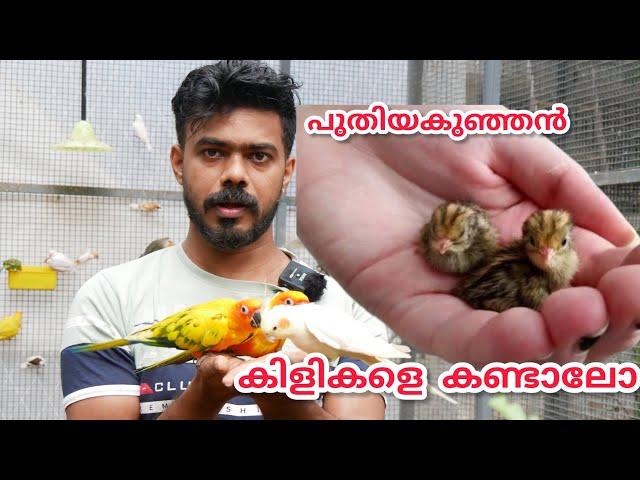 പുതിയ കുഞ്ഞൻ കിളികൾ/പുതിയ മുട്ടകൾ#petflix#youtubevideo