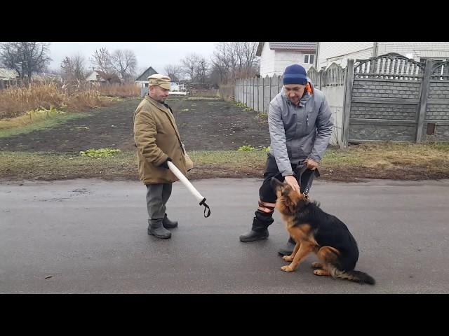 Commands "Bad man-Stop" security training Archi German Shepherd