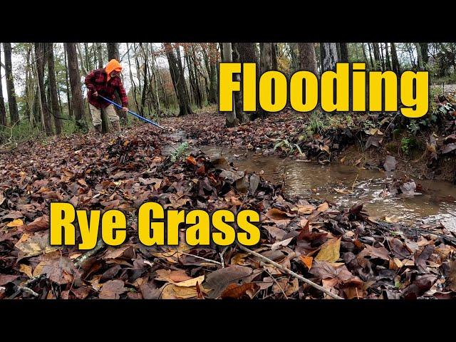 Fixing Drainage and Planting More Winter Rye