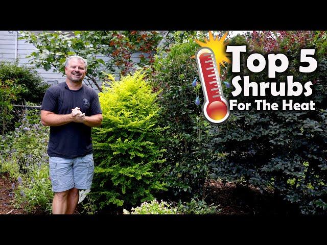 Top 5 Shrubs for the Heat