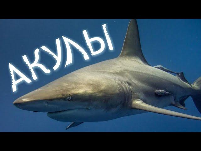 Sharks | Shark Species | The Importance of Sharks | Save Sharks