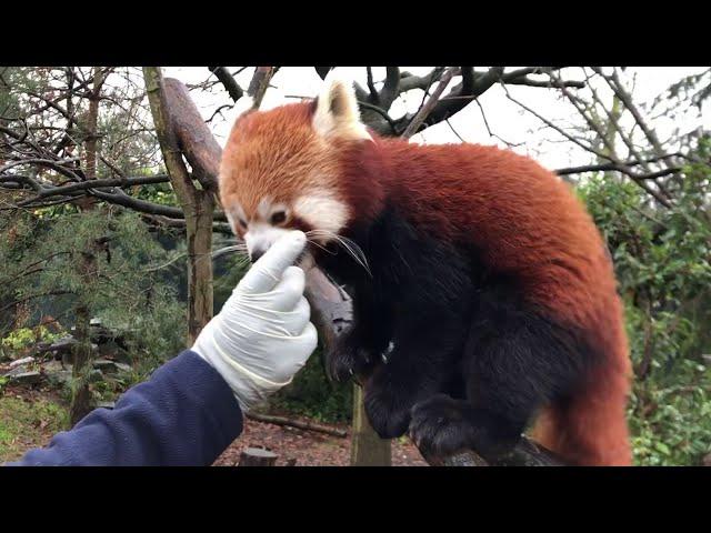  LIVE VIRTUAL ZOO DAY: Breakfast with Koda the red panda! 