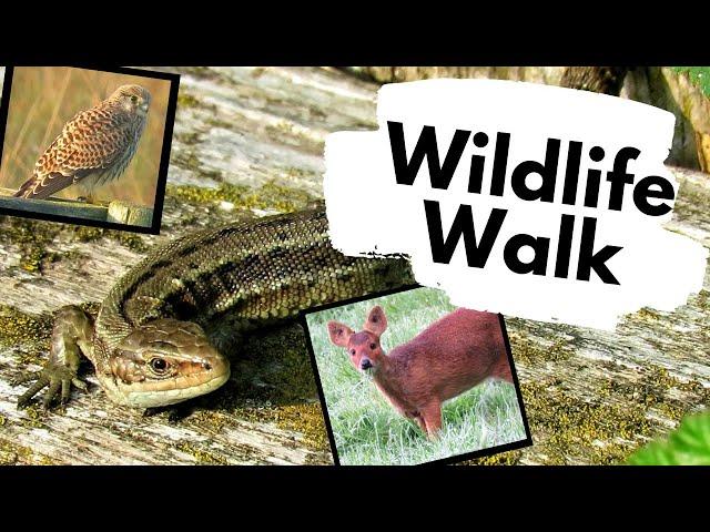 Common Lizards and the wildlife of RSPB Strumpshaw fen, Norfolk