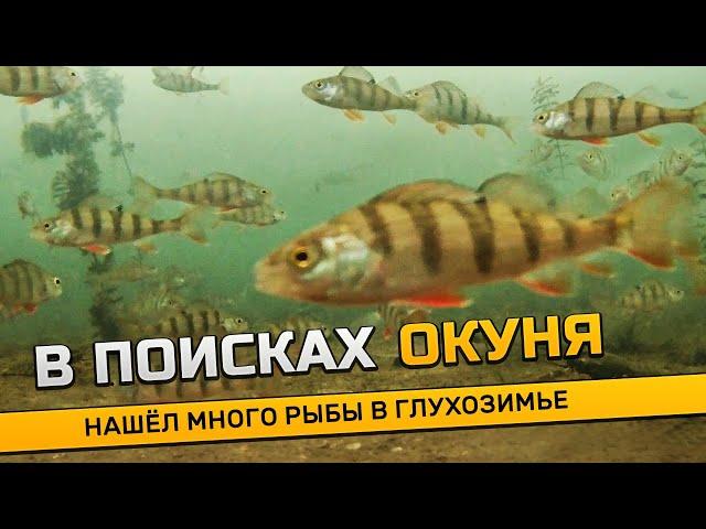 Поиск окуня в глухозимье! Реакция рыбы на камеру. Узнал где раки зимуют