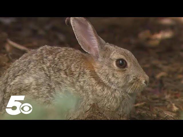 CDC: Rabbit fever increases by 56% in US