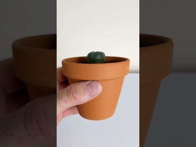 Potting Your New Peyote Cactus