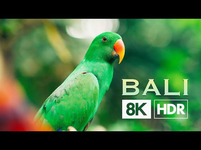 Bali | Real 8K HDR