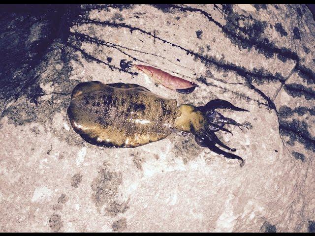 Land based Squid fishing, Redcliffe.