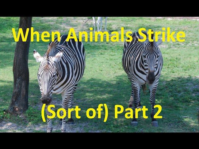 When Animals Strike (sort of) at Theme Parks, part 2 - Ep 30 Confessions of a Theme Park Worker