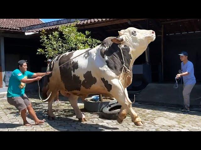 ANGGRY MONSTER COW !! SIMENTAL 1 TON UP