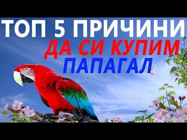 ТОП 5 ПРИЧНИ ДА СИ КУПИМ ПАПАГАЛ